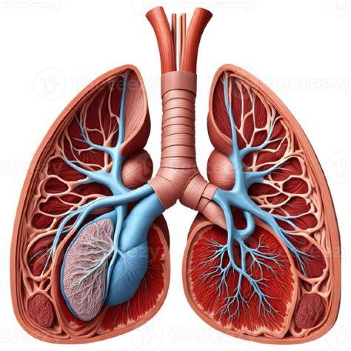 3D illustration of Lungs, medical concept. 3d illustration of lungs, medical concept