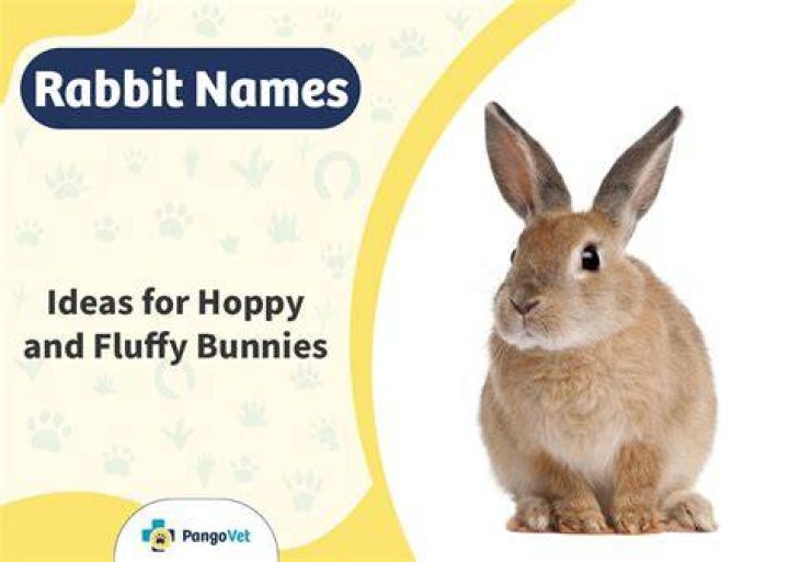 400+ Rabbit Names: Ideas for Hoppy & Fluffy Bunnies