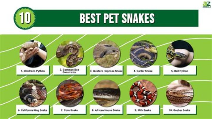 9 Best Pet Snakes for Beginners (With Pictures)