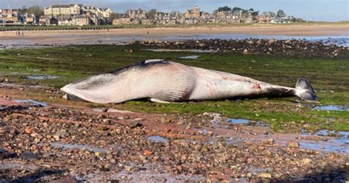 A whale washed up on Auckland's Red Beach this morning. A ceremony took place on the beach before it was cordoned off by Department of Conservation officials, and between 30-40 residents from Red Beach and the surrounding suburbs have come to pay their respects.