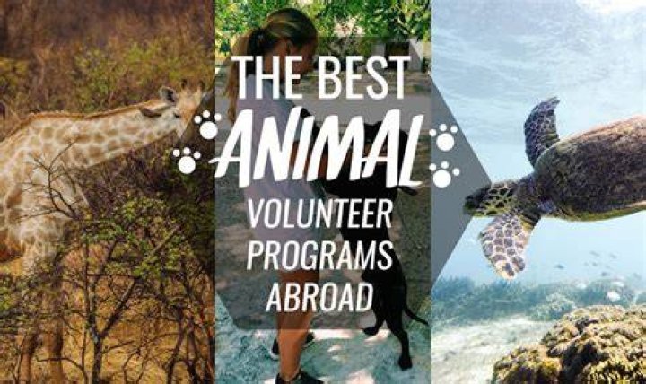 Animal Welfare Volunteer Programs Abroad