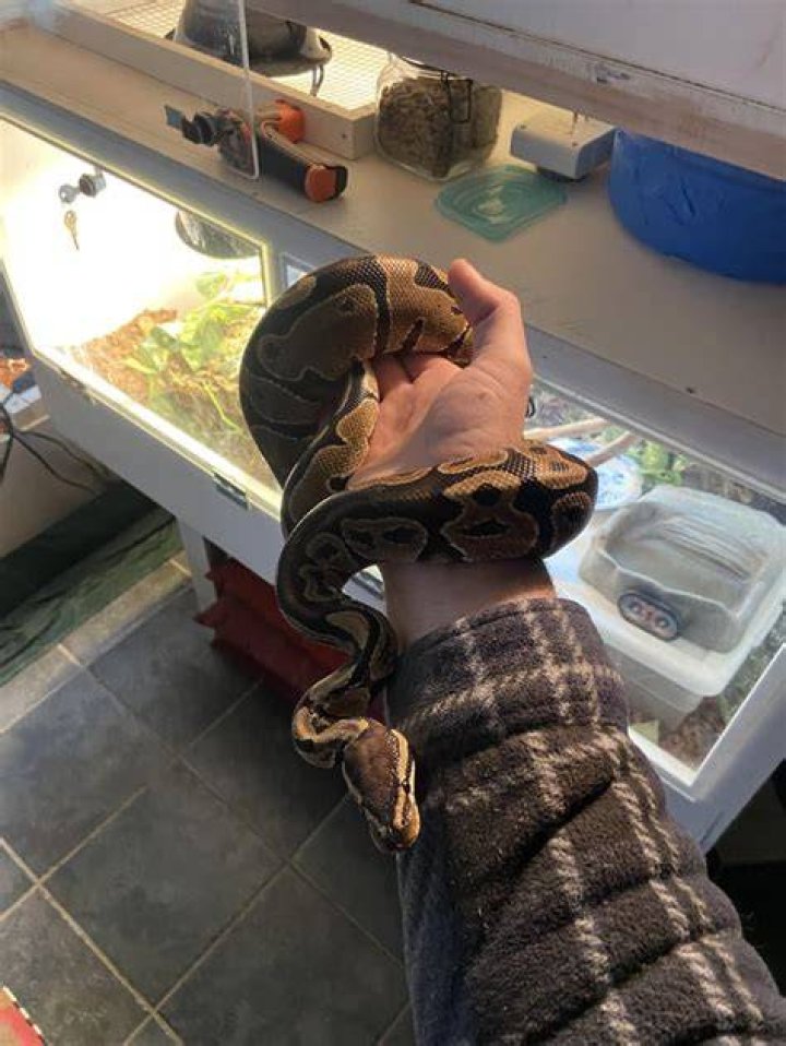 Ball Python with owner