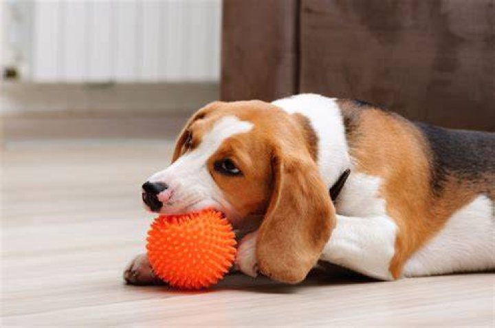 beagle puppy chewing squeaky toy