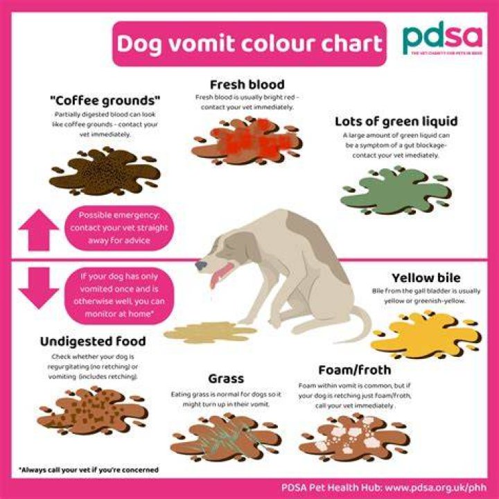 Black dog vomiting