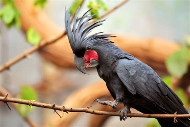 black palm cockatoo