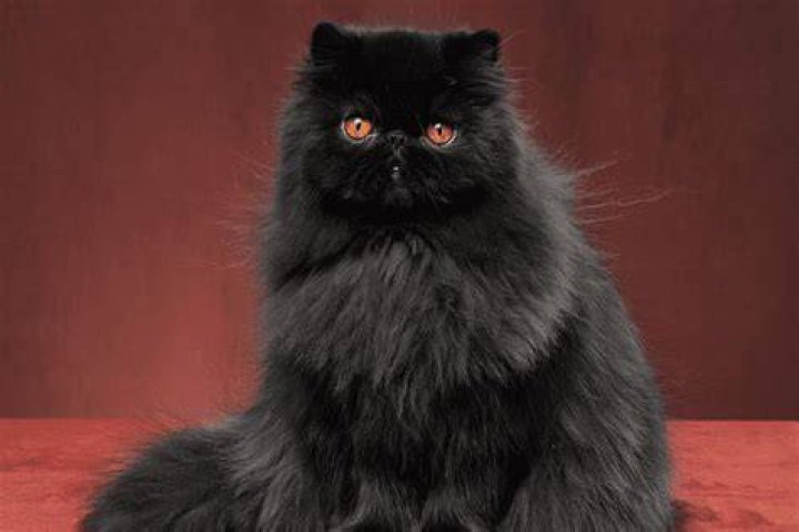 black persian cat in halloween costume beside pumpkins