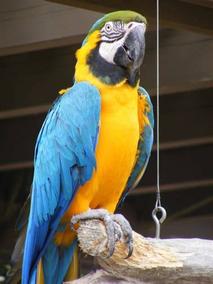 Blue and gold macaw on a tree