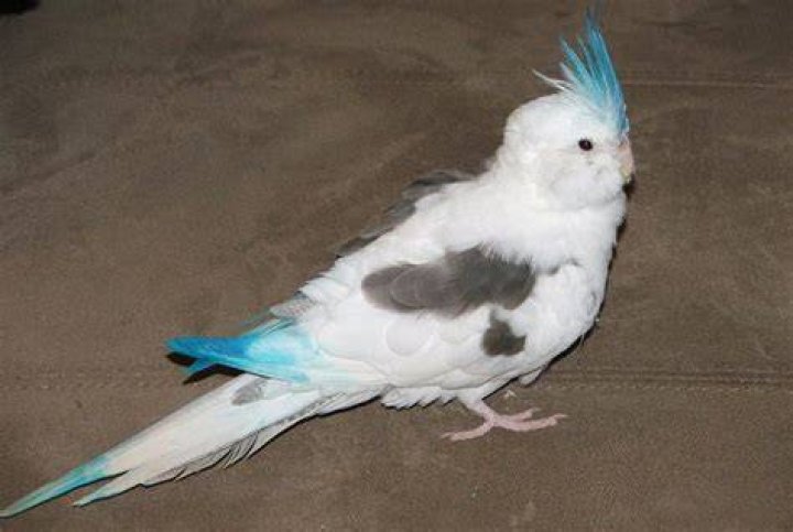 Blue Cockatiel