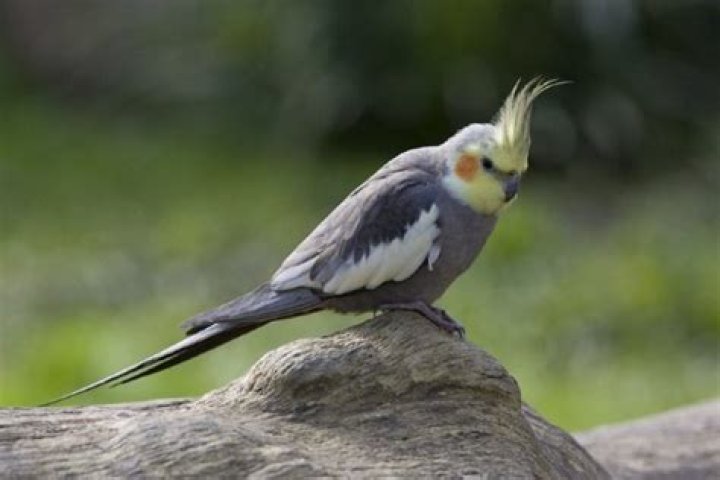 Blue Cockatiel_Bildagentur Zoonar GmbH_Shutterstock