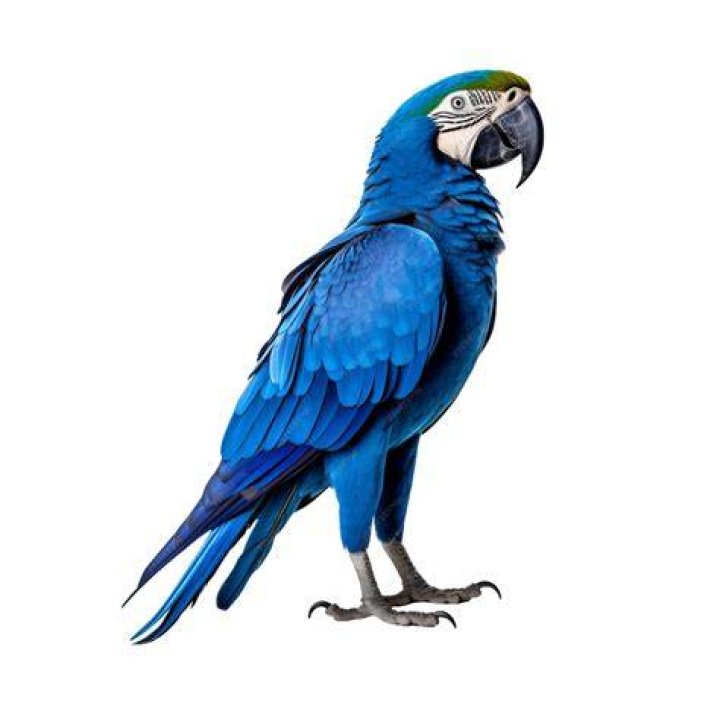 Blue Macaw side view