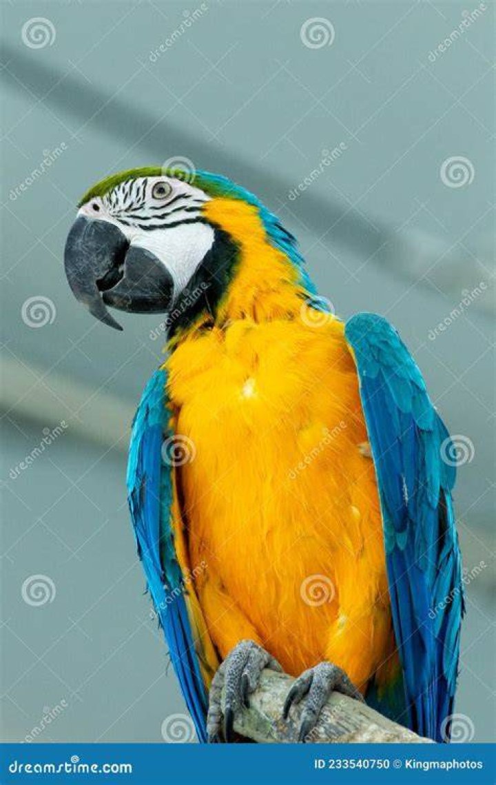 Blue-and-Gold Macaw