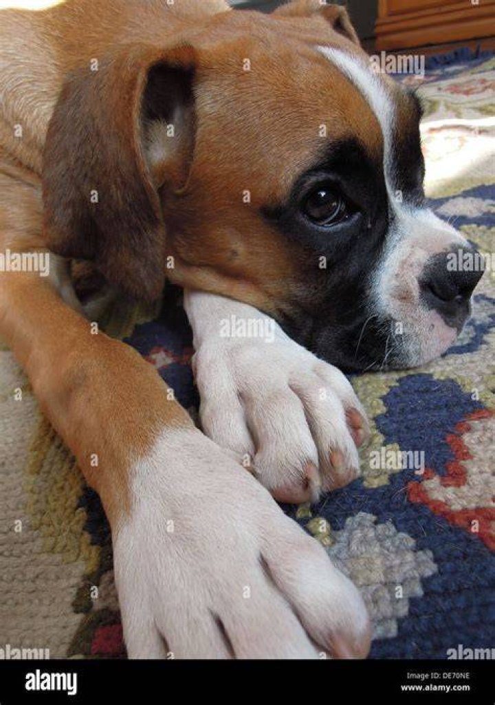 boxer lying on the carpet