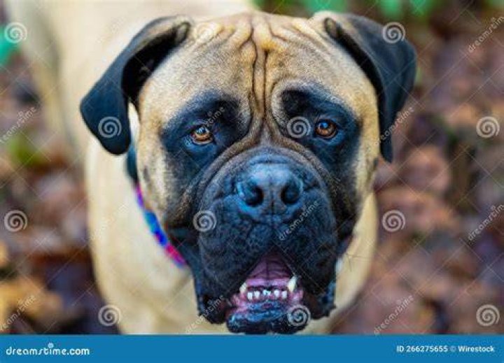 bullmastiff closeup