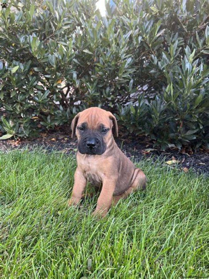 bullmastiff puppy
