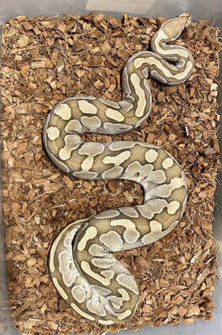 Butter ball python on a person's hand