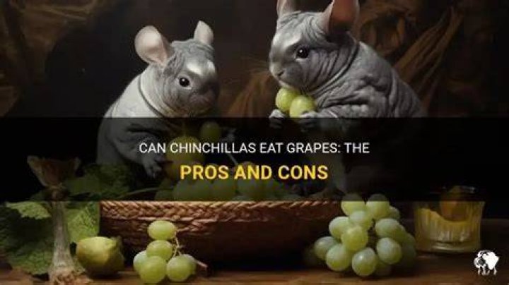 Can Chinchillas Eat Grapes