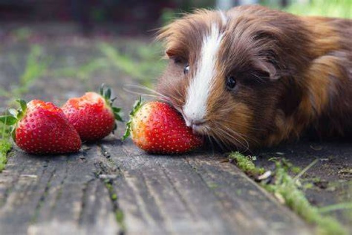Can Guinea Pigs Eat_parsley