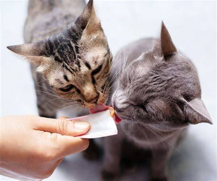 cat eating treat