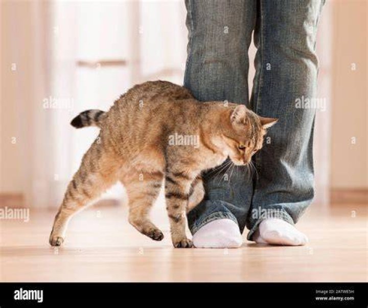cat rubbing its body the owner