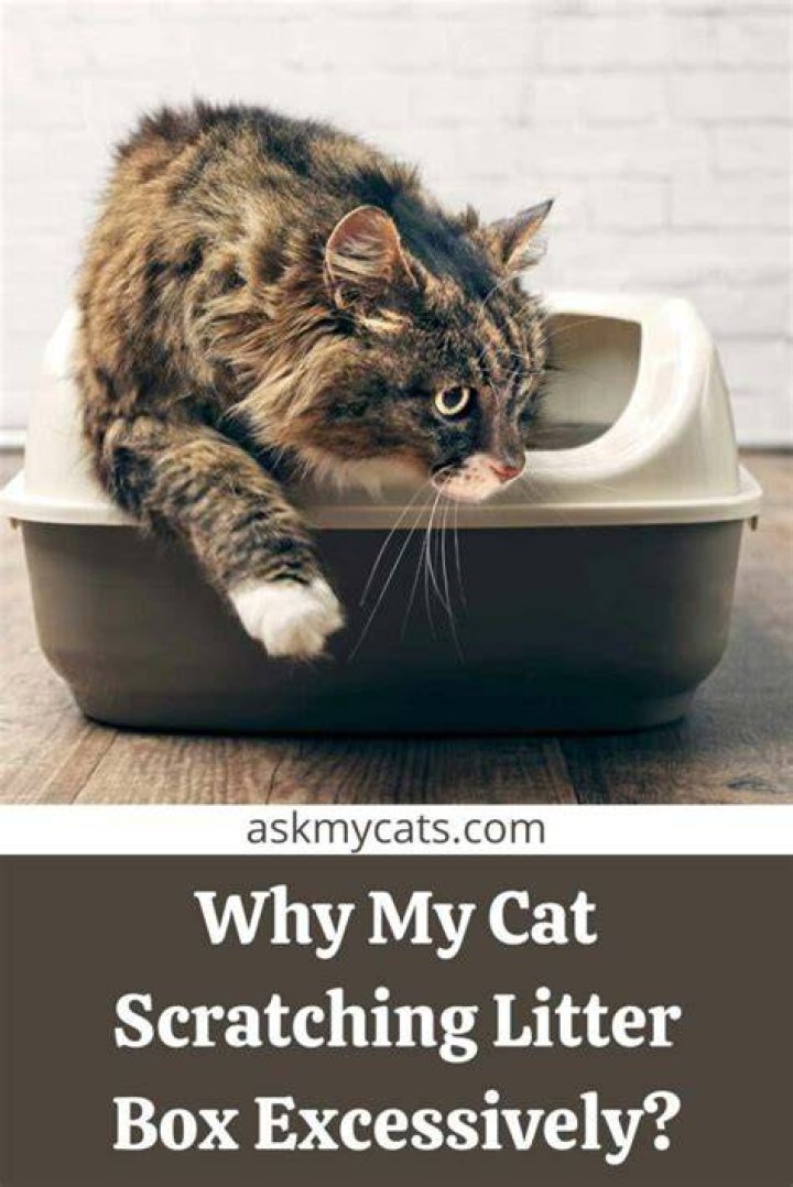 Cat Scratching Litter Box Excessively? 5 Reasons Why & How to Help