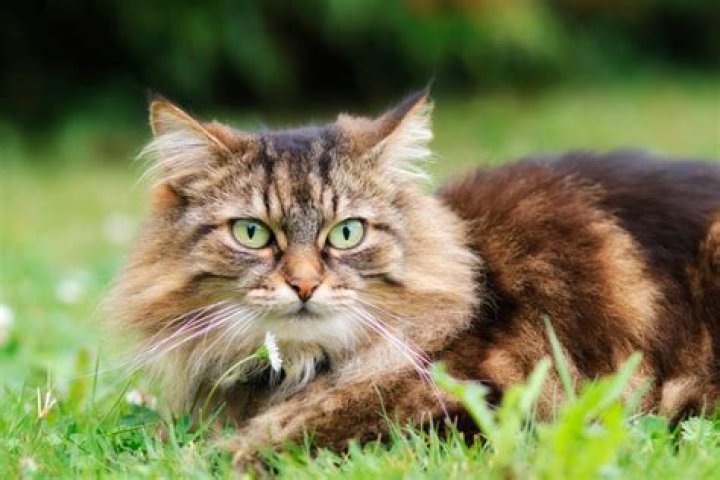 Cat Vet_Stock Asso_Shutterstock