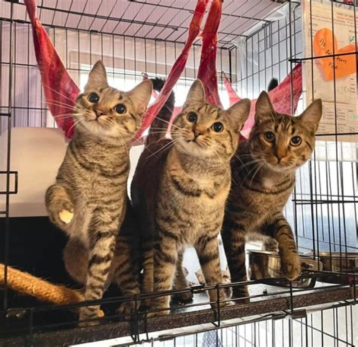 cats in animal shelter