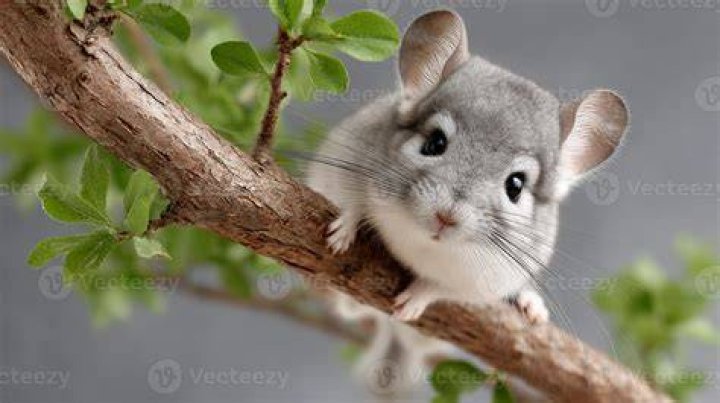 chinchilla in the tree branch