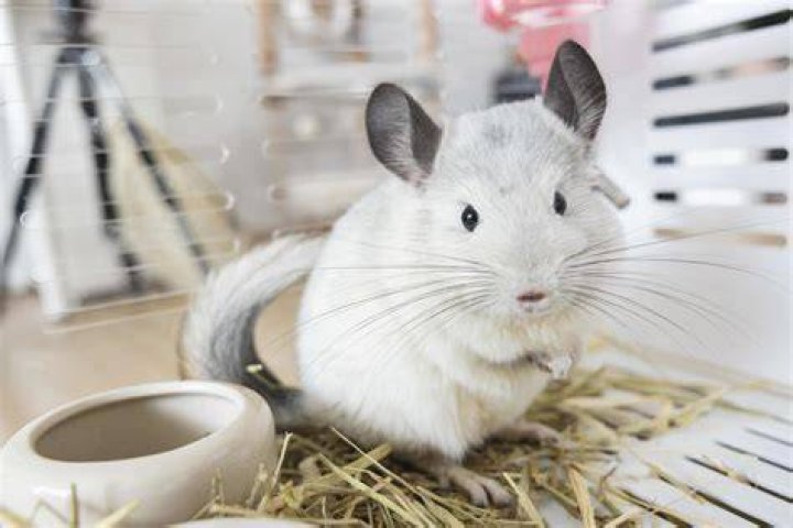chinchilla