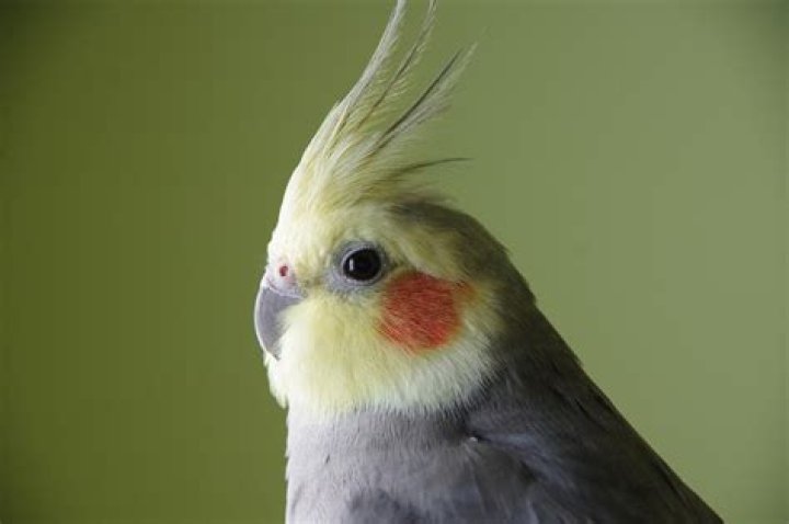 cockatiel bird_Jenifer Kramer, Pixabay