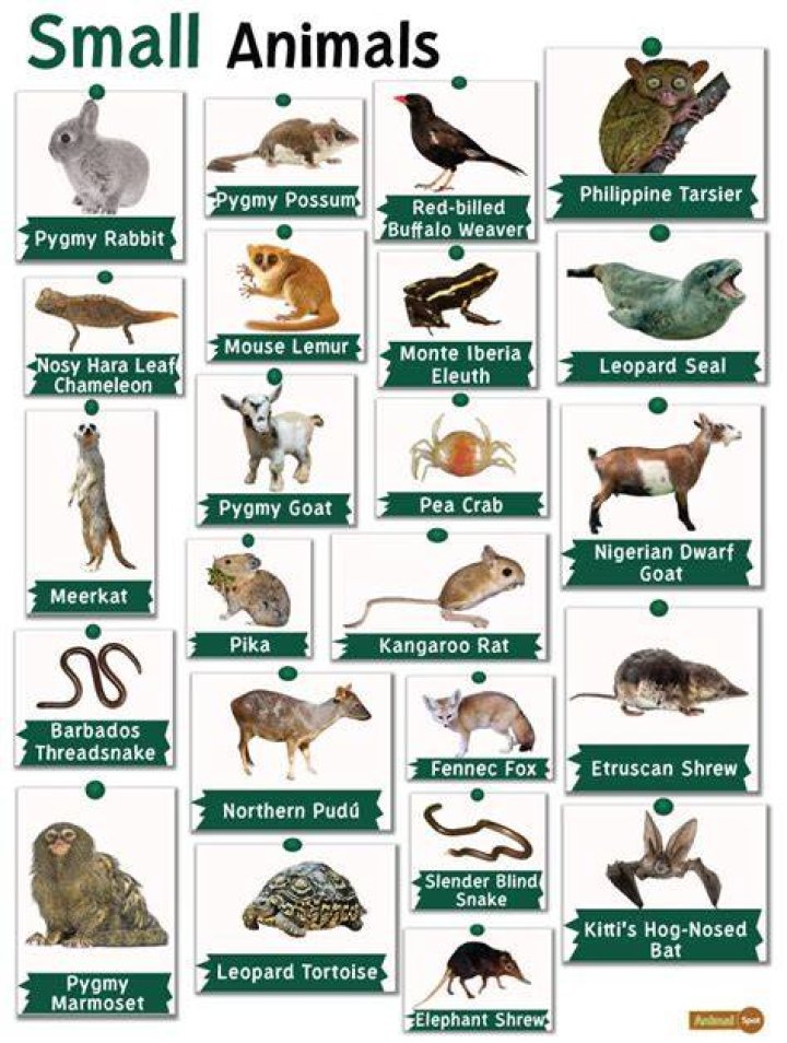 common small domestic animals bird ferret bunny guinea pig lizard