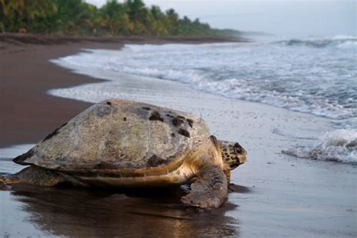 costa rica sea turtles