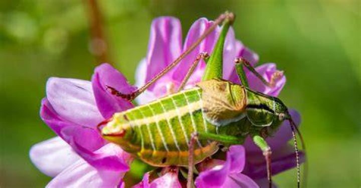cricket on flower