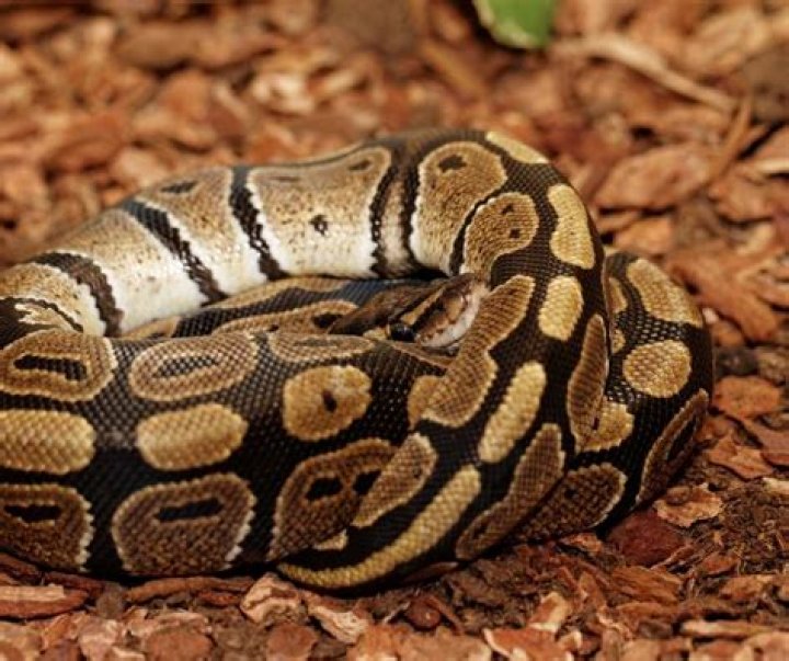 curling ball python