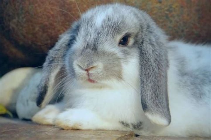 cute lop ear rabbit in a cage holding a lot of hay in its mouth