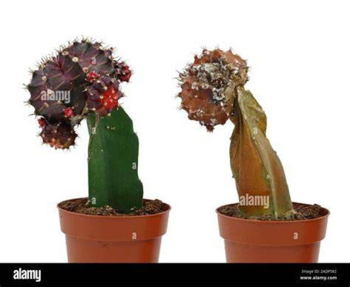 dead cactus in flower pot