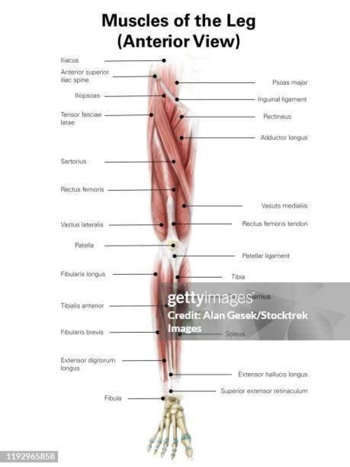 Digital illustration of the anterior muscles of the leg. digital illustration of the anterior muscles of the leg