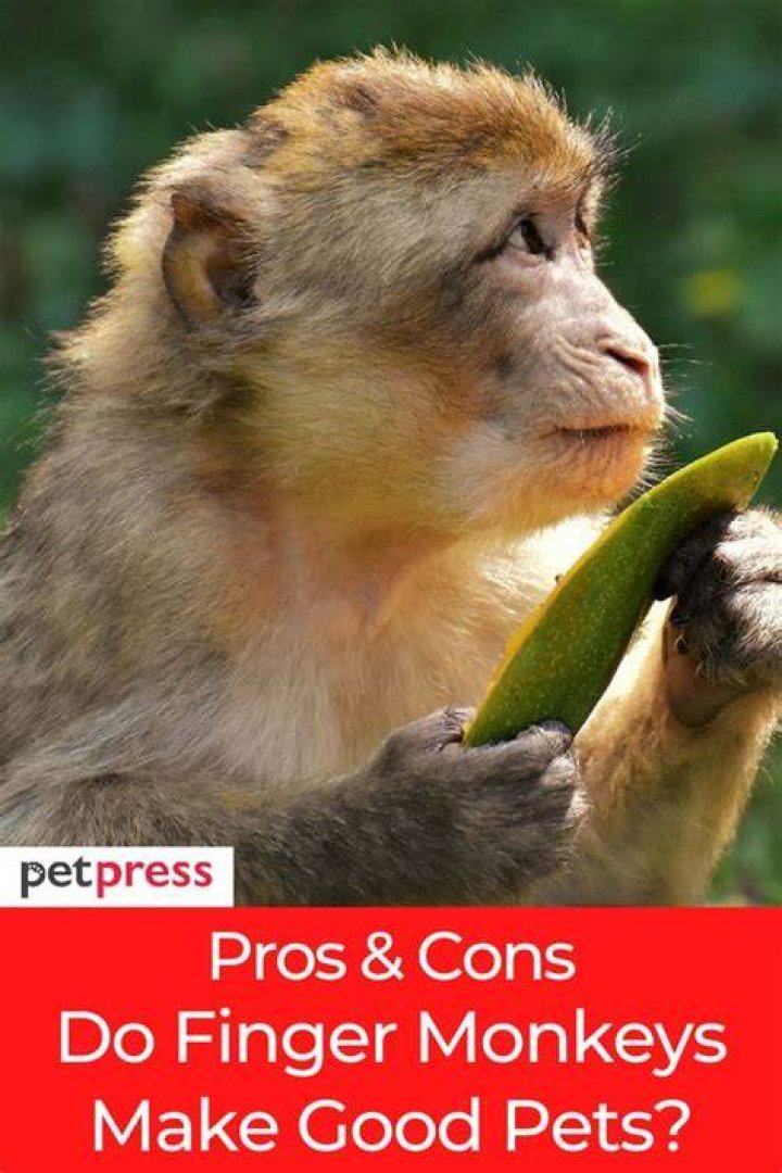 Do Monkeys Make Good Pets? Ethics & What to Know