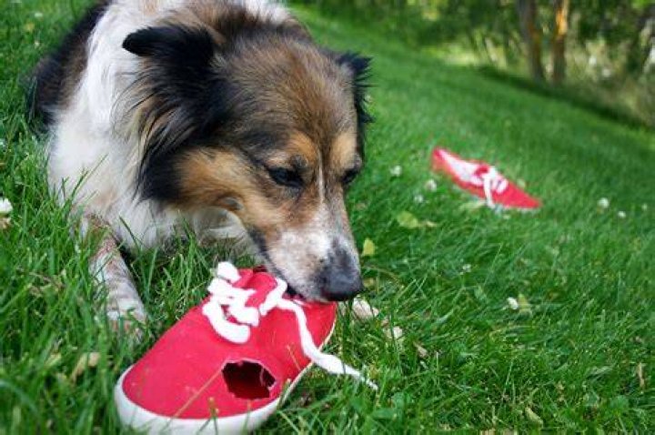 dog chewing owners shoes