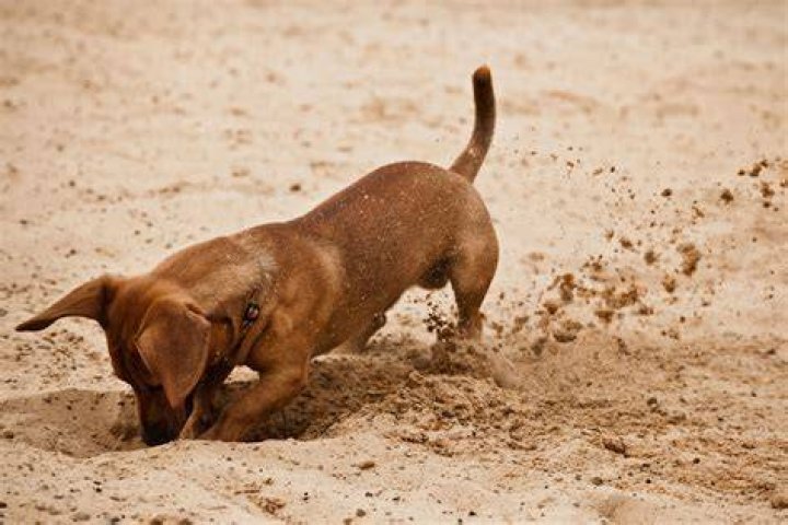 dog dig a hole