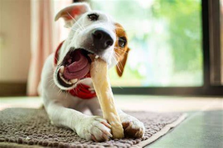 dog eating bone