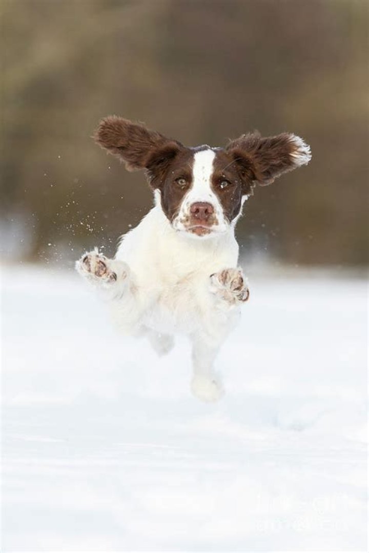 English Springer Spaniel chasing Snow Goose