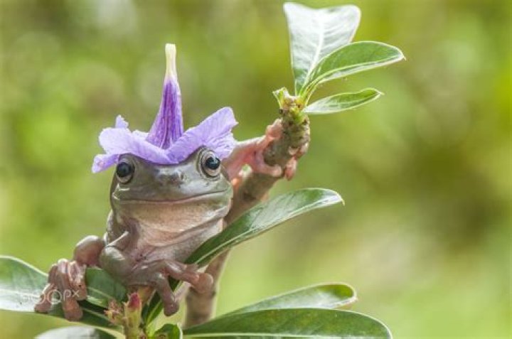 frog on flower