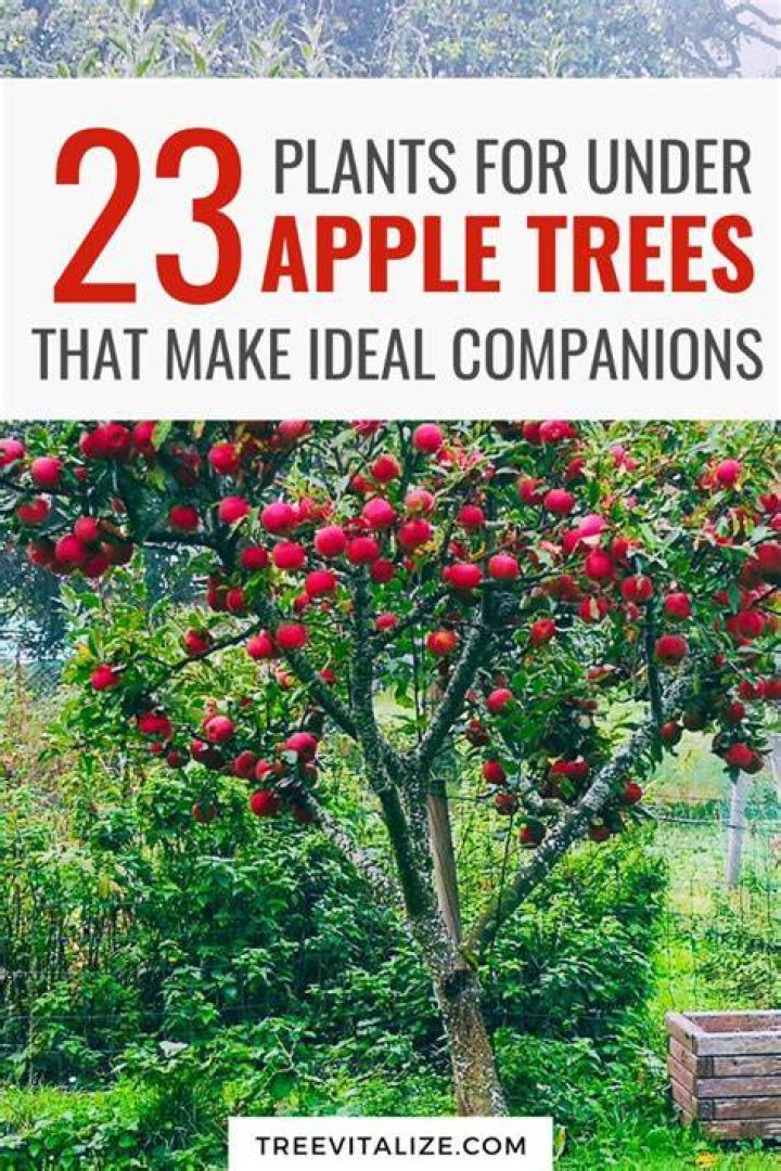 Gardening: Under the apple tree
