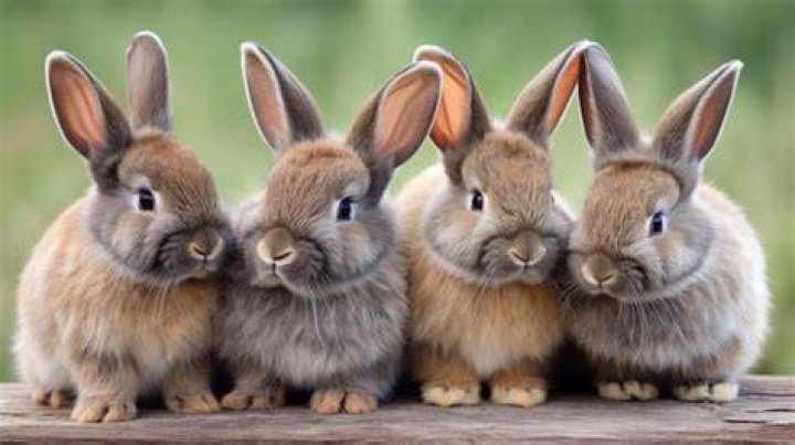 Group of little rabbits sitting in a feeder with hay