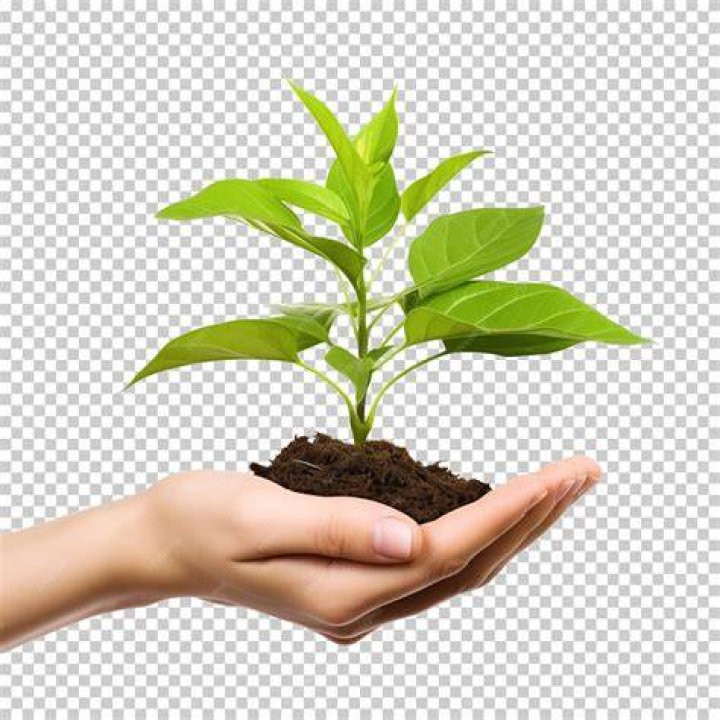hand holding plant about to be potted in greenhouse