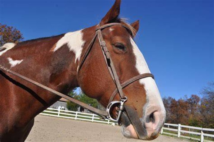 Horse, Screenshot, Pack animal, Rein, 