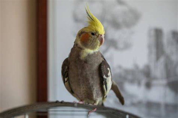 How Long Do Cockatiels Live? Average Lifespan, Data & Care