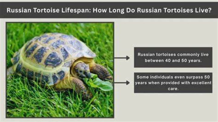 How Long Do Tortoises Live? Average Lifespan, Data & Care
