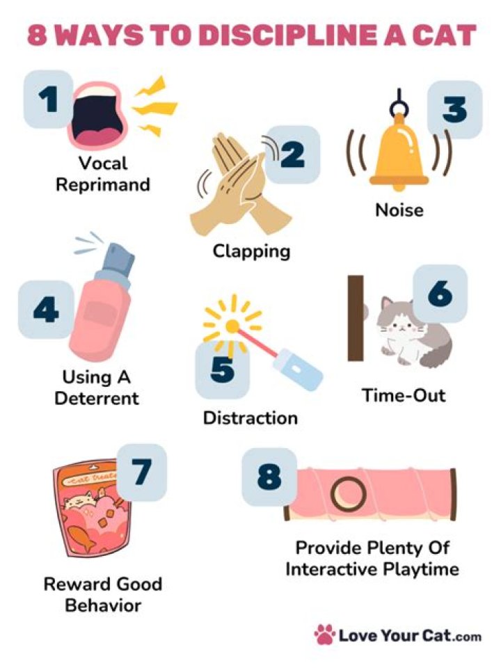 How to Discipline Your Cat: 14 Methods & Tips