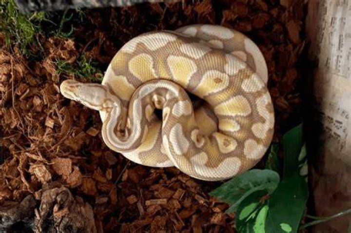 How to Tell If a Ball Python Is Pregnant (With Pictures)